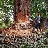 Abattage d'arbres 77